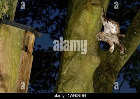 Hibou Tawny (Strix aluco) adulte volant vers un nichoir avec un Cockchafer / Maybug (Melolontha melolontha) dans son bec pour nourrir son poussin, Wiltshire, Royaume-Uni. Banque D'Images