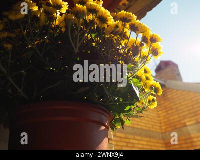 Chrysanthème de couleur jaune dans un pot sur une fenêtre ouverte en été par temps ensoleillé. La floriculture comme passe-temps. Élevage de fleurs à la maison. Façade et Banque D'Images