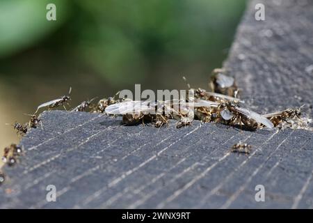 Fourmi noire de jardin (Lasius Niger), ouvriers sans ailes, alates mâles ailés et alates femelles plus grandes ou reines se rassemblant sur des traverses en bois à la sortie du nid. Banque D'Images