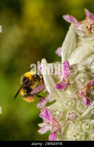 Bourdon primitif (Bombus pratorum) nectaring sur l'oreille d'agneau (Stachys byzantina) fleurs dans un parterre de jardin, Wiltshire, Royaume-Uni, juin. Banque D'Images