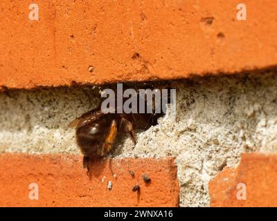 Femelle d'abeille à pattes velues (Anthophora plumipes) entrant dans son terrier de nid dans le mortier en ruine d'un vieux mur de briques, Wiltshire Garden, Royaume-Uni. Banque D'Images