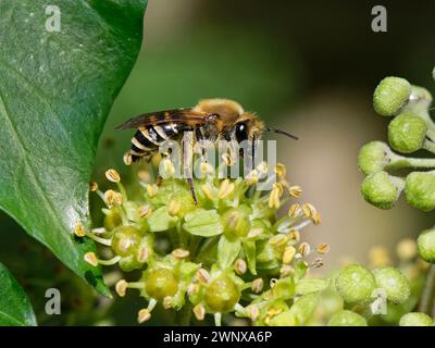 Abeille lierre (Colletes hederae) recueillant le pollen des fleurs de lierre (Hedera Helix), jardin du Wiltshire, Royaume-Uni, septembre. Banque D'Images