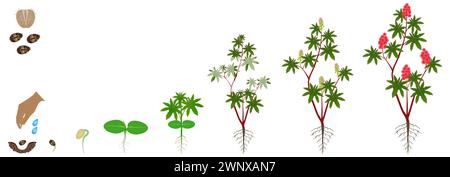 Cycle de croissance de la plante de ricin rouge sur un fond blanc. Illustration de Vecteur