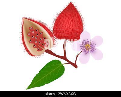Bixa orellana ou fruits anatto avec fleur isolé sur blanc. Illustration de Vecteur