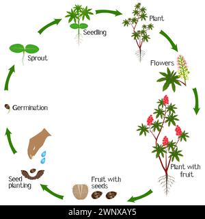 Un cycle de croissance de la plante de ricin rouge sur un fond blanc. Illustration de Vecteur