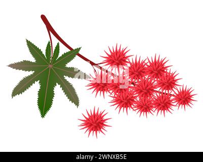 Ramifiez des fruits de ricin rouge avec des feuilles sur un fond blanc. Illustration de Vecteur