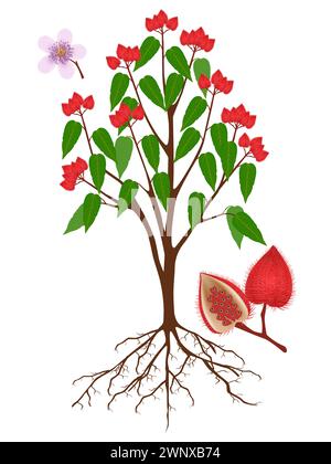 Bixa orellana ou anatto arbre avec des fruits et des racines sur un fond blanc. Illustration de Vecteur