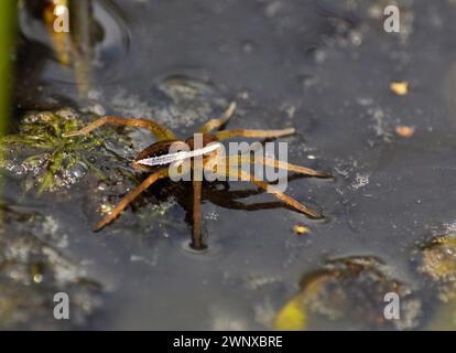 Radeau araignée 'Dolomedes fimbriatus' sur un étang dans la réserve RSPB à Arne dans le Dorset, Angleterre. Banque D'Images