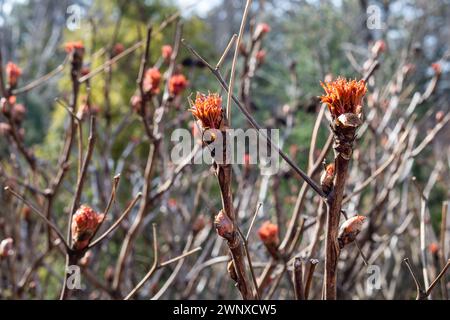 Pivoine en forme d'arbre au printemps. Les jeunes bourgeons d'une pivoine d'arbre sont gonflés Banque D'Images