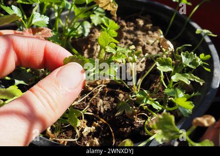 Jeunes plants de persil et de céleri soigneusement plantés par les mains des femmes. Travaux agricoles de printemps dans le jardin, jardin, chalet ou ferme. Le travail manuel Banque D'Images