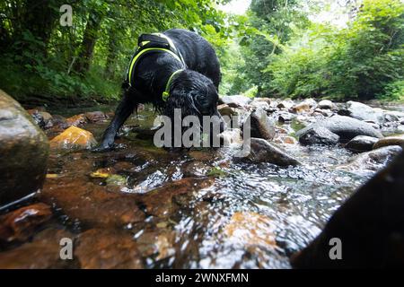 15/08/21 épagneul cocker de deux ans, Stig, s'entraînant dans la rivière près de Wrexham. Ressemblant à heÕs sur le point de faire de la plongée sous-marine, Max est l'un des petits handf Banque D'Images