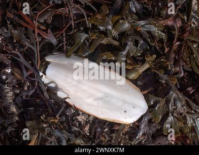 Os de seiche, coquille interne de Sepia officinalis) lavé sur un lit d'algues sur une plage au Royaume-Uni Banque D'Images