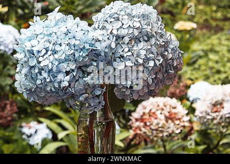 Hortensias fleurit dans un vase dans un jardin d'hortensias Banque D'Images