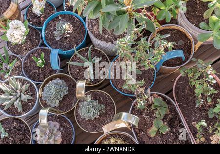 Fleurs cultivées à la maison, succulent, cactus et arbres d'autres dans des pots sur le jardin balcon. Plantes ornementales placées sur une terrasse, plantes naturelles en pot Banque D'Images
