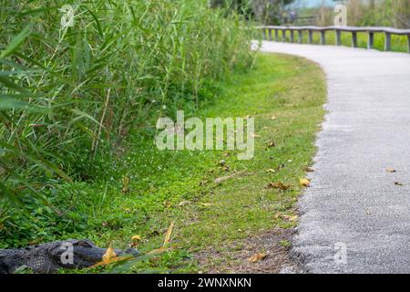 Alligator américain assis le long d'un sentier depuis le Royal Palm Visitor Center le long de l'Anhinga Trail dans le parc national des Everglades Banque D'Images