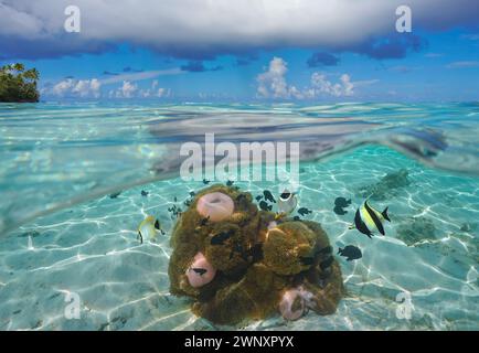 Paysage marin tropical, poissons aux anémones de mer sous l'eau dans le lagon de Huahine en Polynésie française, vue partagée sur et sous la surface de l'eau Banque D'Images