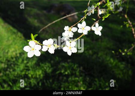 Floraison de cerises, cerises douces et cerises d'oiseaux. Belles fleurs blanches parfumées sur les branches. Les fleurs sont collectées en long dense Banque D'Images