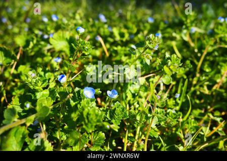 Forget-me-not fleur avec des feuilles vert vif.fleurs bleues sur un fond vert. Fleurs florissantes nature fond. Graminées de scorpion. Myosotis Banque D'Images