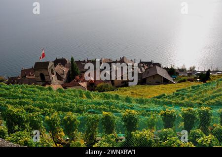 Suisse : les vignobles et terrasses Lavaux au patrimoine mondial de l'Unesco près de St Saphorin, au-dessus du lac de Genève Banque D'Images