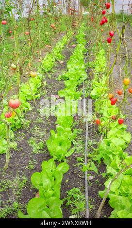 Plantation de légumes biologiques en serre, foyer sélectif. Banque D'Images