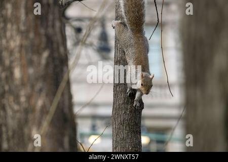 Écureuil sur un arbre dans le parc central, hiver. Photo de haute qualité Banque D'Images
