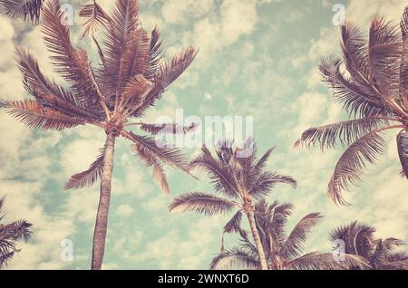 Photo rétro tonifiée de cocotiers contre le ciel, fond de vacances d'été. Banque D'Images