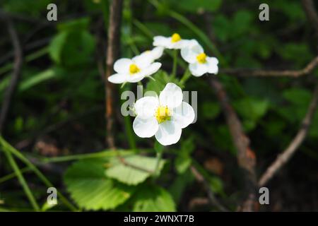 La fraise Fragaria est un genre de plantes herbacées vivaces de la famille des roses Rosaceae. L'inflorescence est un corymbe à fleurs multiples. Fleurs blanches Banque D'Images