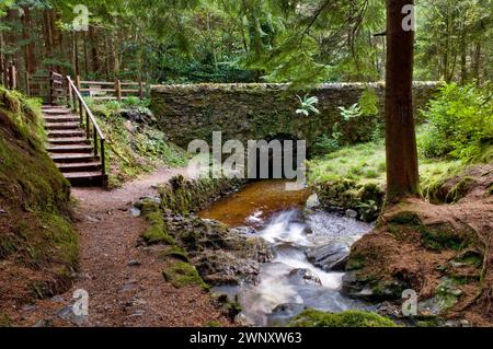 Les rondelles de magique à pied, Glen Benmore à Argyll Forest Park, près de Dunoon, sur la péninsule de Cowal, Ecosse Banque D'Images