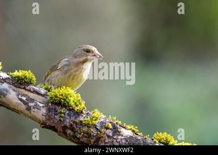 Femelle adulte greenfinch (Chloris chloris) perchée sur une branche moussue - Yorkshire, Royaume-Uni Banque D'Images