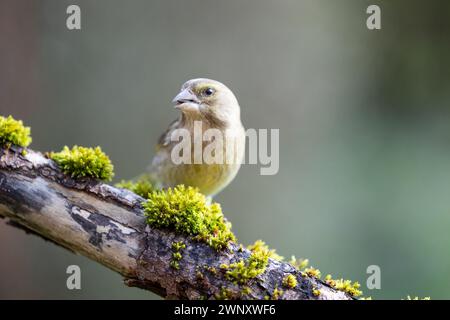 Femelle adulte greenfinch (Chloris chloris) perchée sur une branche moussue - Yorkshire, Royaume-Uni Banque D'Images