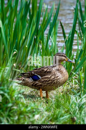 Belle femelle canard debout et regardant dans l'herbe longue par l'eau à proximité, Bristol, Royaume-Uni Banque D'Images