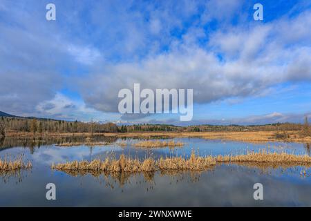 Habitat des milieux humides au début du printemps dans la vallée de la Bow Banque D'Images