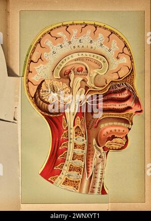 Diagramme en couleur anatomique tridimensionnel de la tête humaine composé de rabats en papier articulés, tiré de « The Book of Health (1898) ». Henry M. Lyman et Levi W. Yaggy. Ce diagramme apparaît en face de la page 870 du Livre de la santé Banque D'Images