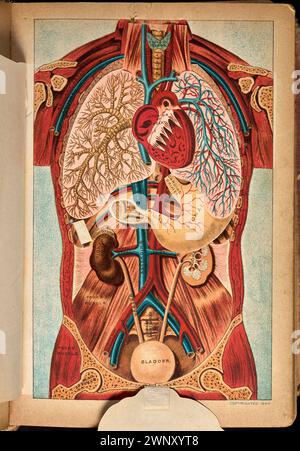 Diagramme anatomique tridimensionnel de la poitrine et de l'abdomen, tiré de 'The Book of Health (1898).' Henry M. Lyman et Levi W. Yaggy. Ce diagramme apparaît en face de la page 210 dans un chapitre sur les maladies du système digestif Banque D'Images