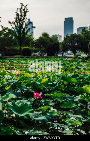 Étang de fleurs de Lotus à Suzhou Banque D'Images