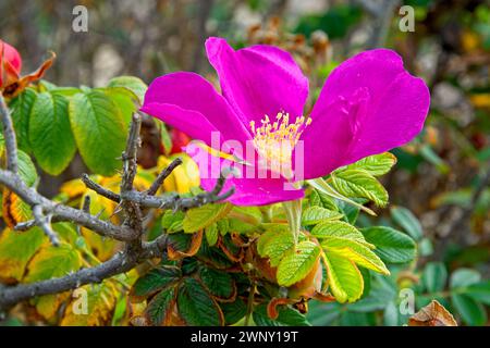 Gros plan de la rose rugosa fleurie, des hanches, des bourgeons sur Cape Cod Banque D'Images