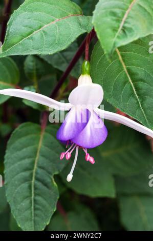 Fuchsia jollies Macon est un buisson pérenne à feuilles caduques robustes fleurs fuchsia debout en été à l'automne et a des fleurs de type simple rouge et violet Banque D'Images