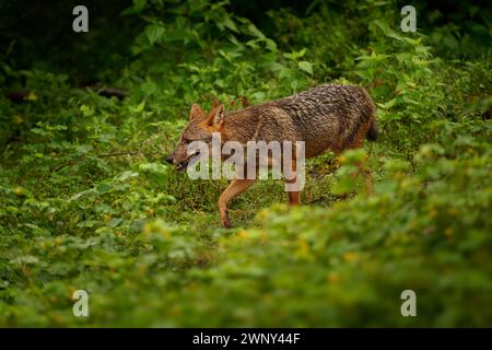 Doré Sri Lanka ou Jackal indien du Sud - Canis aureus naria, sous-espèce de chacal doré originaire du sud de l'Inde et du Sri Lanka, canidé ressemblant à un loup Banque D'Images