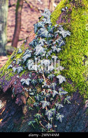 Life and Death : une branche de lierre grimpant sur le tronc mort d'un chêne dans la forêt de Grunewald à Berlin Banque D'Images