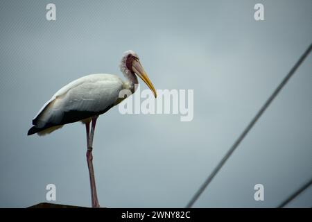 Portrait d'une cigogne lactée (Mycteria cinerea). Il s'agit d'une espèce de cigogne que l'on trouve principalement dans les mangroves côtières autour de certaines parties de l'Asie du Sud-est. Banque D'Images