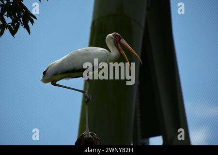 Portrait d'une cigogne lactée (Mycteria cinerea). Il s'agit d'une espèce de cigogne que l'on trouve principalement dans les mangroves côtières autour de certaines parties de l'Asie du Sud-est. Banque D'Images