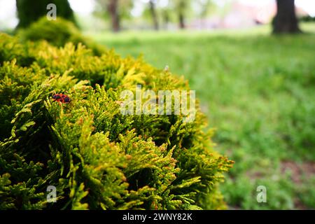 Thuya cisaillé sur la pelouse. Façonner la couronne de thuja. Jardin et parc. Floriculture et horticulture. Aménagement paysager des zones urbaines et rurales. Jaune Banque D'Images