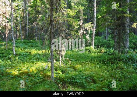 Biome de la taïga dominé par les forêts de conifères. Épicéa Picea, genre de conifères à feuilles persistantes de la famille des pins Pinaceae. Russie, Carélie, Orzega Banque D'Images