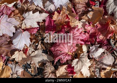 Feuilles d'automne de différentes couleurs séchant au soleil sur le sol de la forêt, litière naturelle de feuilles, fond abstrait. Banque D'Images