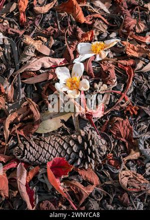 Feuilles d'automne de différentes couleurs séchant au soleil sur le sol forestier. y compris des cônes de sapin à feuilles rouges et des fleurs blanches. Banque D'Images