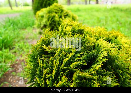 Thuya cisaillé sur la pelouse. Façonner la couronne de thuja. Jardin et parc. Floriculture et horticulture. Aménagement paysager des zones urbaines et rurales. Jaune Banque D'Images