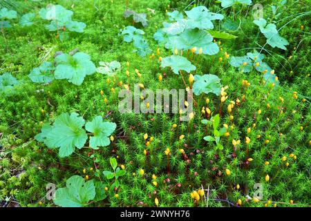 Cloudberry Rubus chamaemorus est une espèce de plantes herbacées vivaces du genre Rubus de la famille des Rosaceae. Feuilles vertes dans le marais Banque D'Images