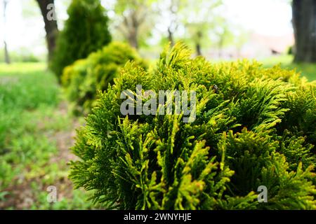 Thuya cisaillé sur la pelouse. Façonner la couronne de thuja. Jardin et parc. Floriculture et horticulture. Aménagement paysager des zones urbaines et rurales. Jaune Banque D'Images