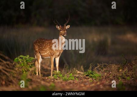 Cerfs repérés dans la forêt de Sal Banque D'Images