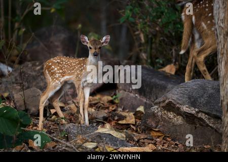 Cerfs repérés dans la forêt de Sal Banque D'Images